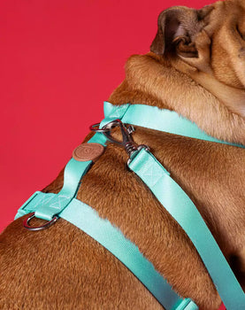 Conjunto Peitoral H e Guia Maresia